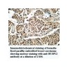 USP12 Antibody