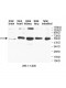 AP1M2 Antibody