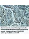 VCAM1 Antibody