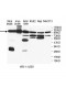 AP2B1 Antibody