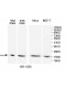 MAP1LC3A Antibody