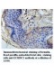 ECHDC1 Antibody