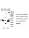 ECHDC1 Antibody