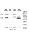 EDEM2 Antibody