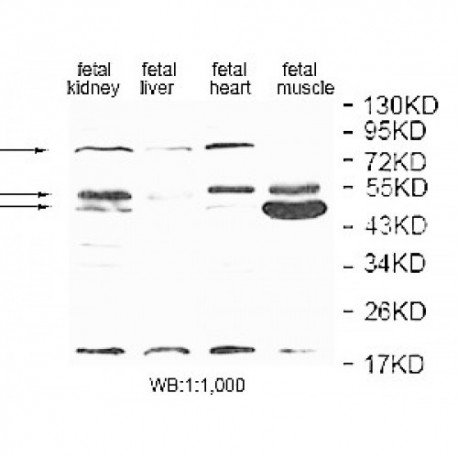 EDEM2 Antibody