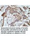 EIF2B4 Antibody