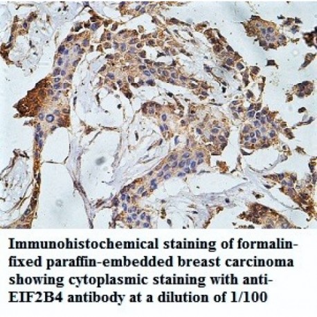 EIF2B4 Antibody