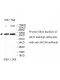 EIF2B4 Antibody