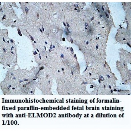 ELMOD2 Antibody