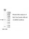 ELMOD2 Antibody