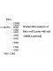 OSBPL6 Antibody