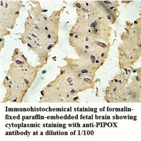 PIPOX Antibody