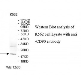 CD90 Antibody