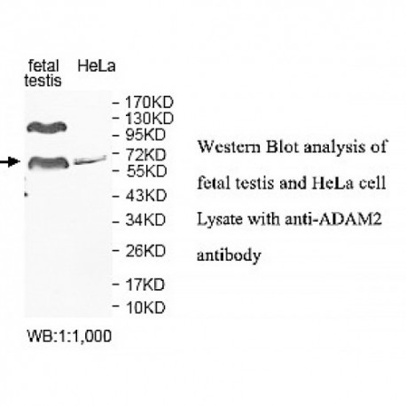 ADAM2 Antibody