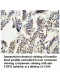 USP33 Antibody