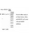 USP29 Antibody