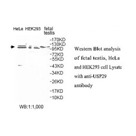 USP29 Antibody