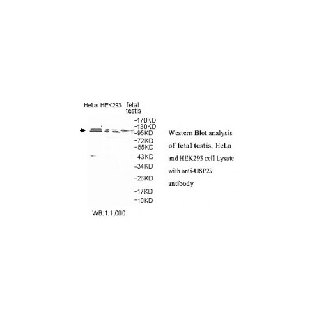 USP29 Antibody