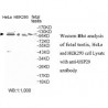 USP29 Antibody