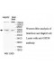 USP39 Antibody