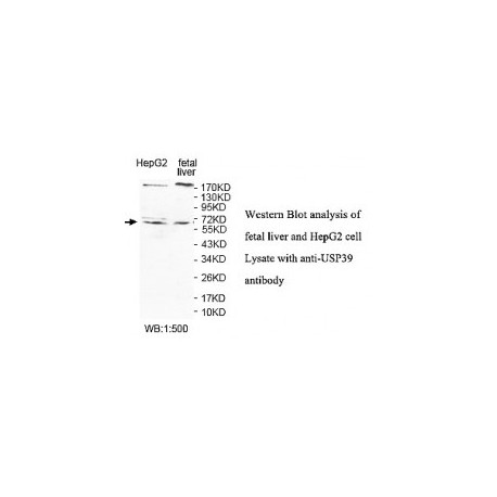 USP39 Antibody