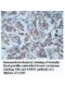 USP53 Antibody
