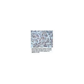 USP53 Antibody