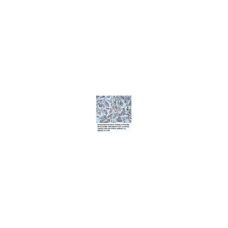 USP53 Antibody