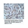 USP53 Antibody