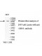 USP35 Antibody