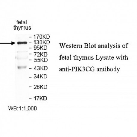 PKP1 Antibody