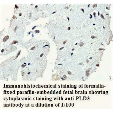 PLD3 Antibody