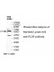 PLD3 Antibody