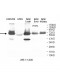 DUSP16 Antibody