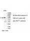 ZNF77 Antibody