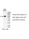 ZNF791 Antibody