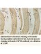 USP38 Antibody