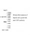 USP3 Antibody