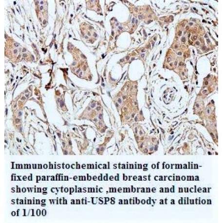 USP8 Antibody