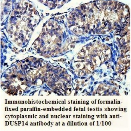 DUSP14 Antibody