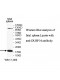 DUSP14 Antibody