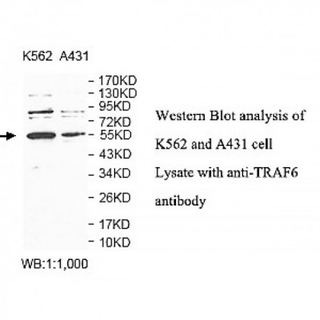 TRAF6 Antibody