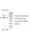 TRAF6 Antibody