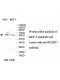 PLXDC1 Antibody