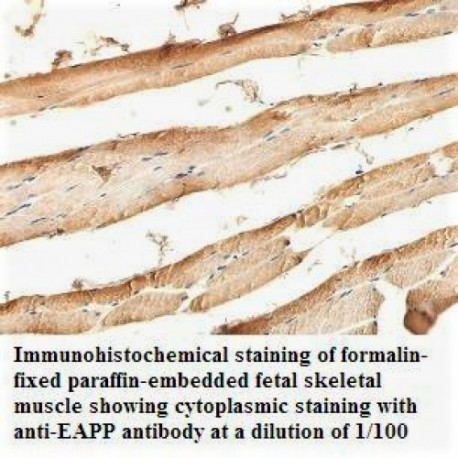EAPP Antibody