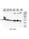 EAPP Antibody