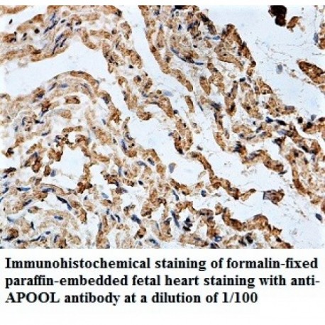 APOOL Antibody