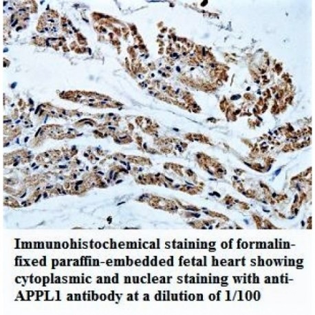 APPL1 Antibody