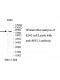 APPL1 Antibody