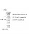 APTX Antibody